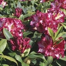 Rhododendron (Trandafir de Munte )