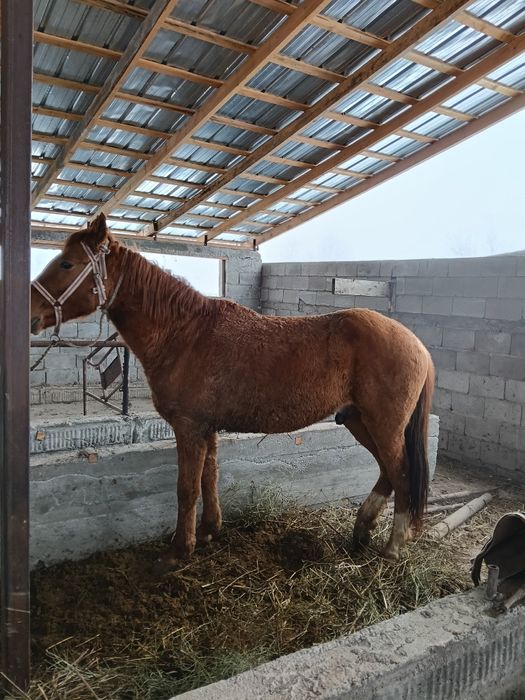 Дөнен сатылады мінгі
