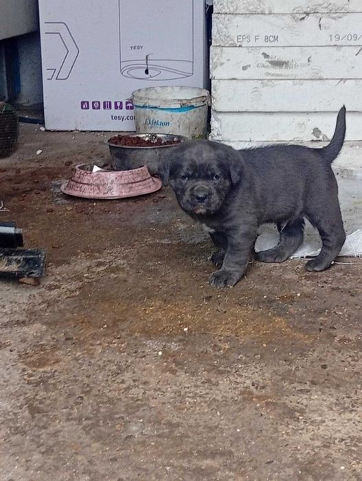 Cane Corso малки