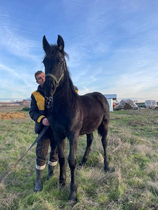 Vând mânză și mânz friz