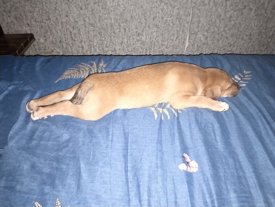 Продам красивого щенка