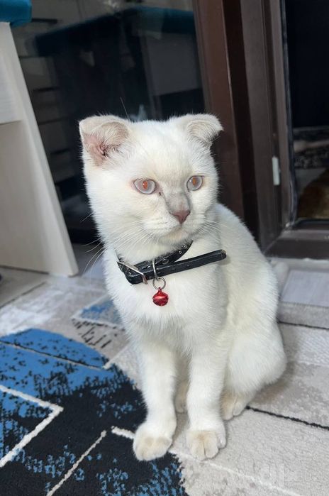 Скоттиш фолд сотилади