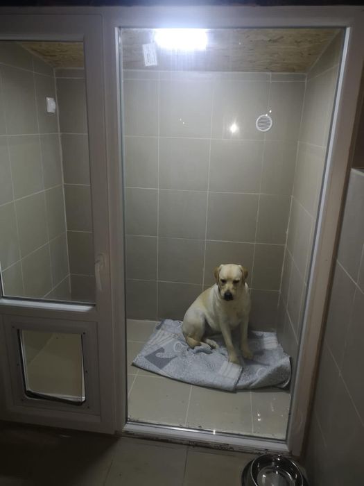 Cazare catei / Pensiune canina/Hotel