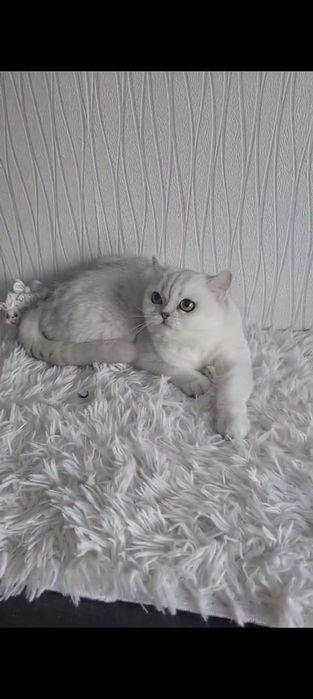 Британская кошка