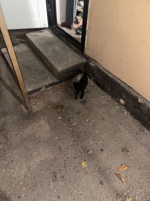 Отдам котенка в хорошие руки