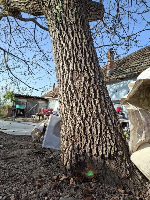 Vând nuc, trunchiul fără noduri