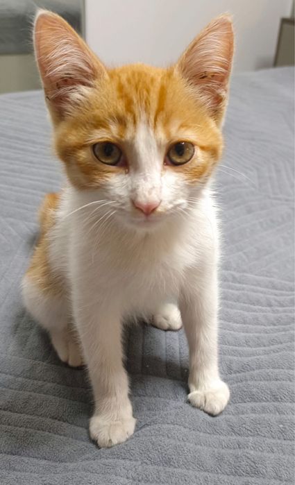 Отдам котенка ( девочка)