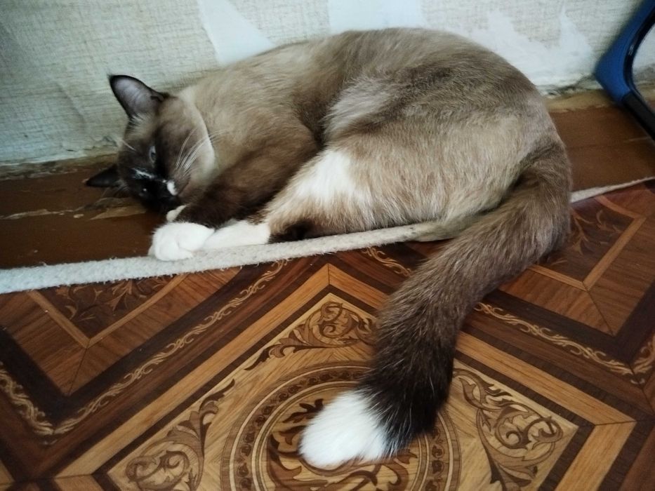 Кот хорошие руки