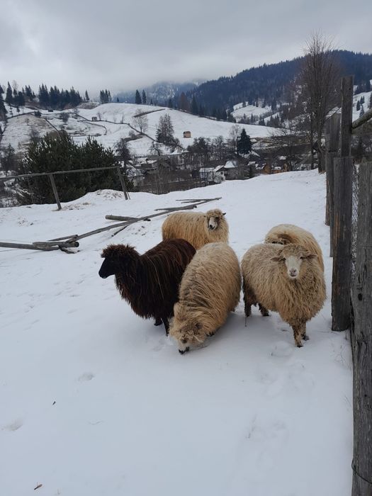 Vând 6 oi  ( citit descriera)