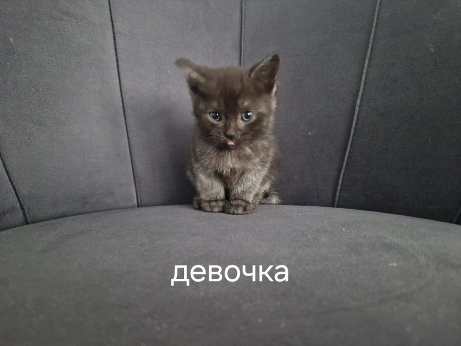 Отдам котят срочно