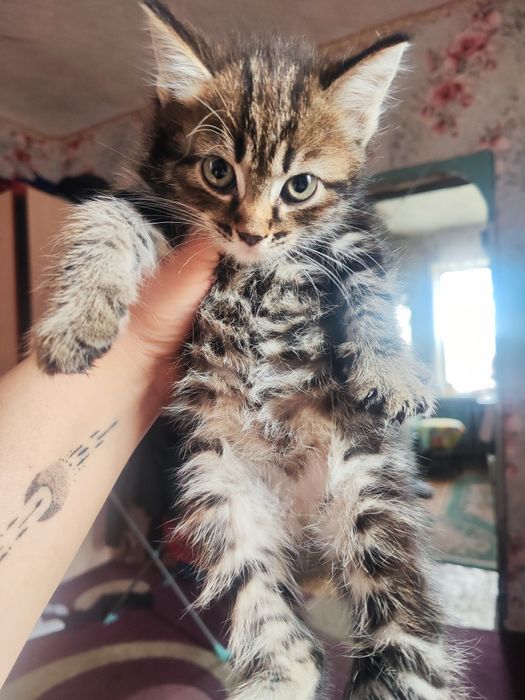 Кошечка ищет дом и заботу