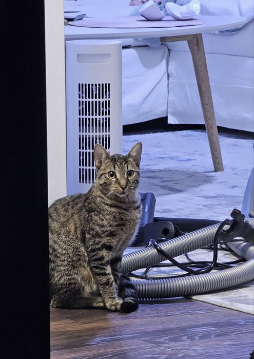 Pisica pentru adoptie