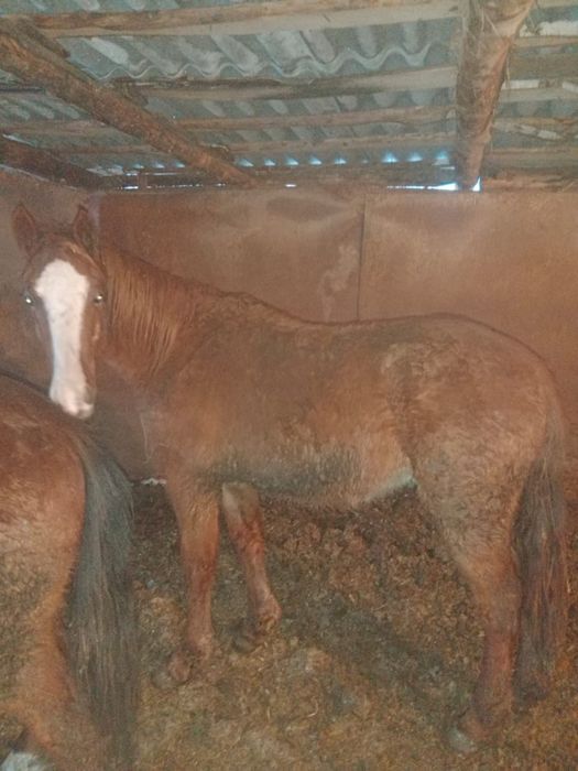 Продам тая с откорма