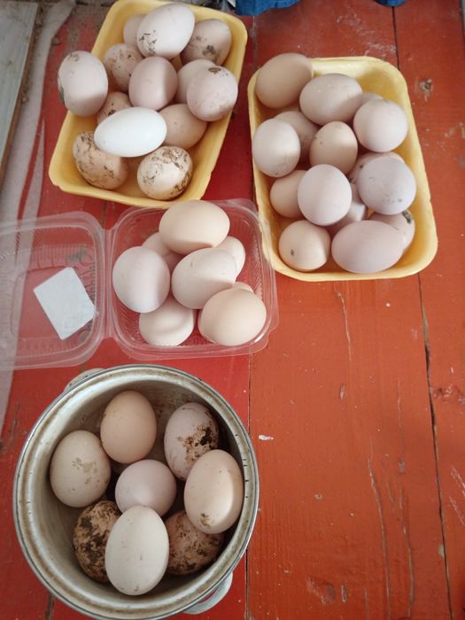 Домашний жұмыртқа