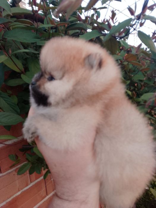 Померан (мини Померан)