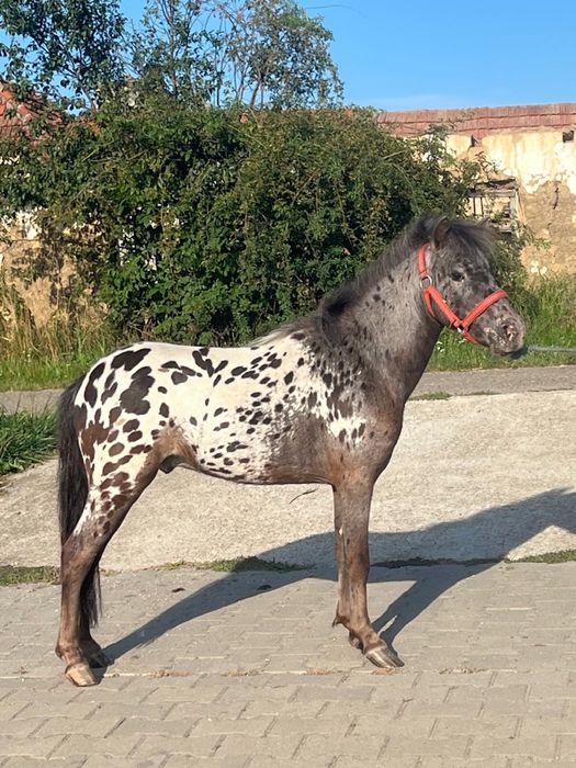 Vand un poneu  frumos