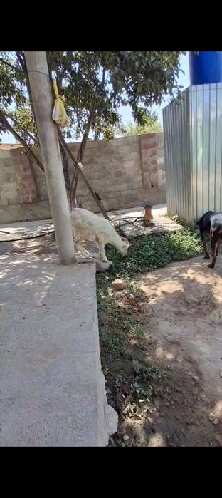 Орыс теке лак сатылады