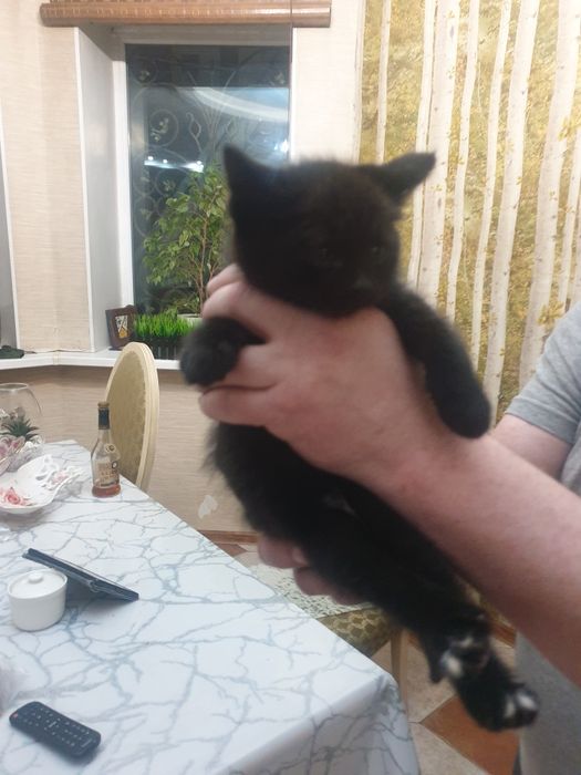 Котята ищут семью.