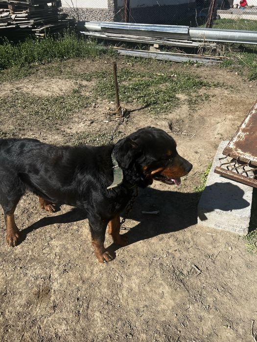 Ротвейлер сатылад срочно