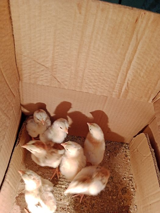 Цыплята дакан о шамо