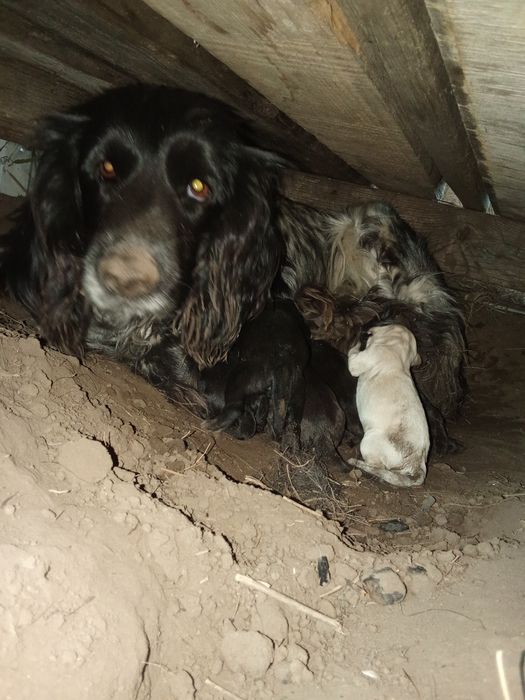 Продается щенки от руского охотничего спаниелья