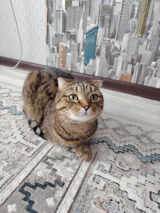 Нужен дом для кошки