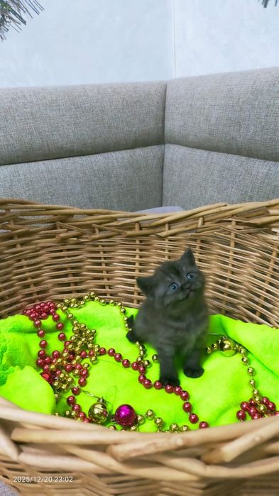 Продам породистых котят