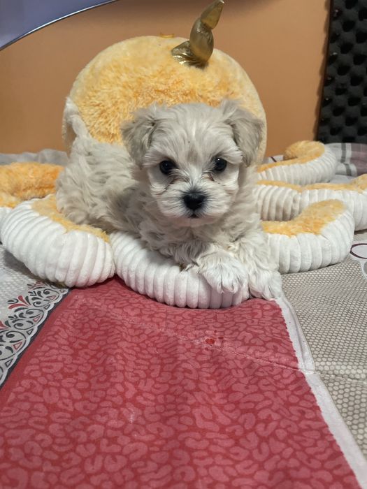 Bichon maltez toy