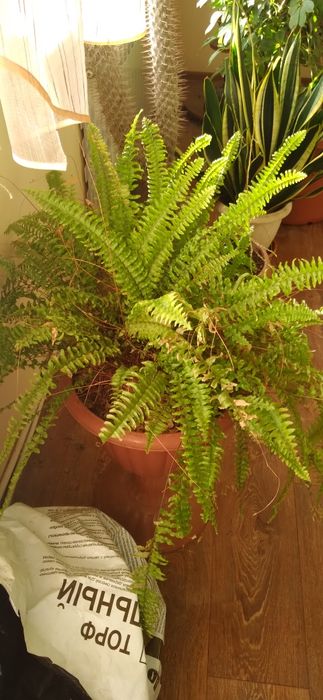 Продам комнатные цветы