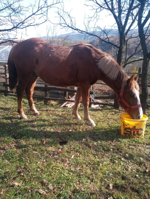 Mânz de vânzare de 1 an si jumătate