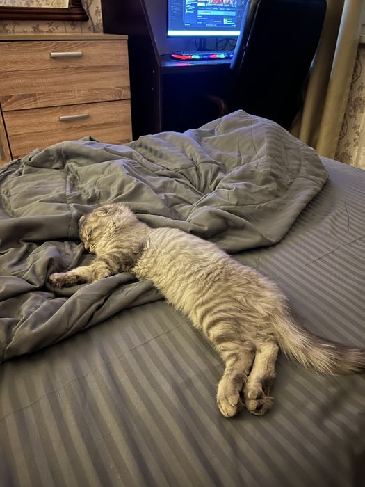 Продам шотландского котёнка