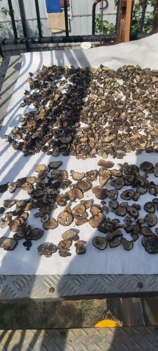 uscate trufe negre congelate in vid delicate rafinate,