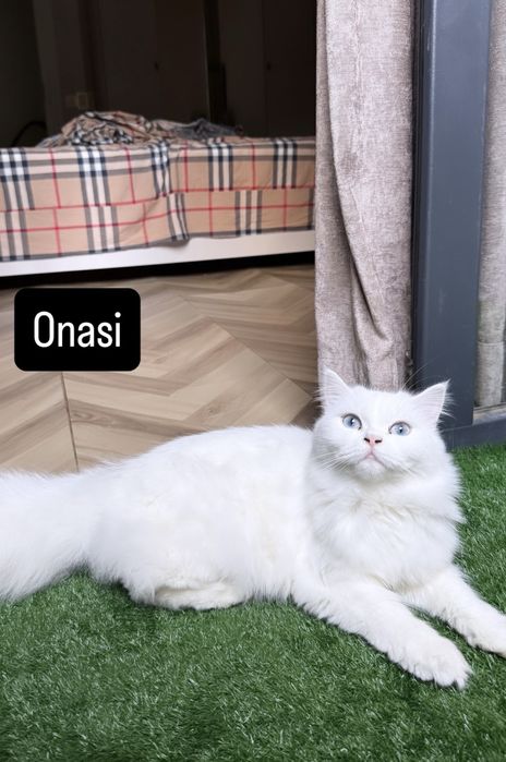 Fors Mushugi Oq 2 yarim oylik