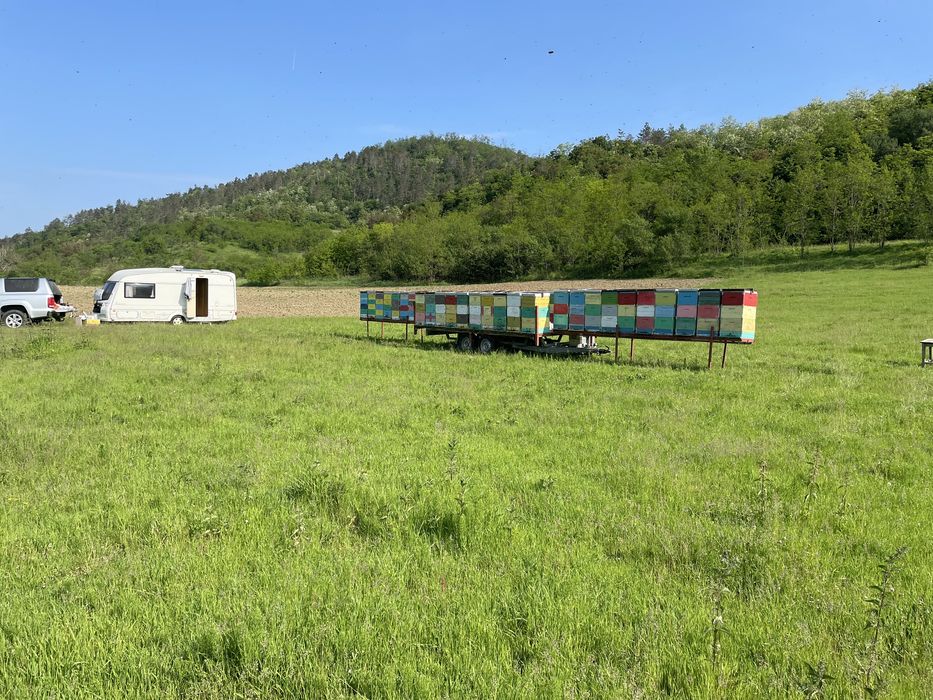 Vand remorca apicola 40 stupi de 10 rame