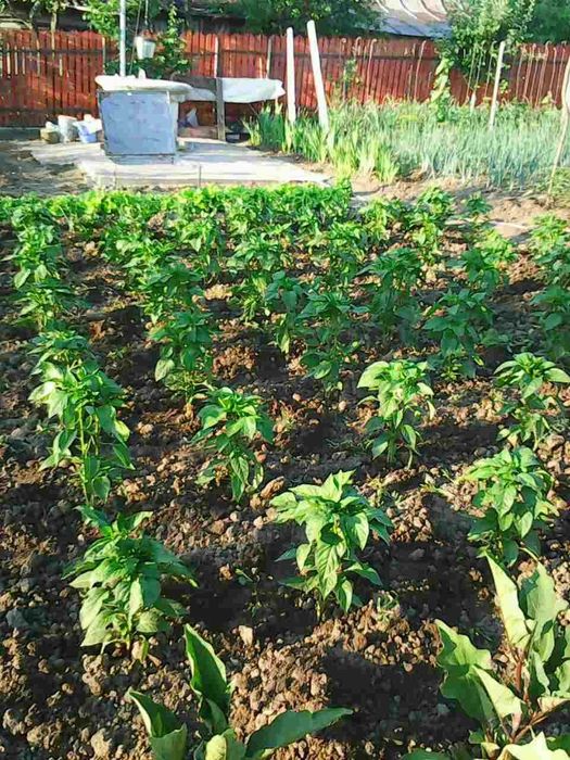 Vanzare teren intravilan (sat Maldaresti, comuna Dealu Morii, jud. Bacau)