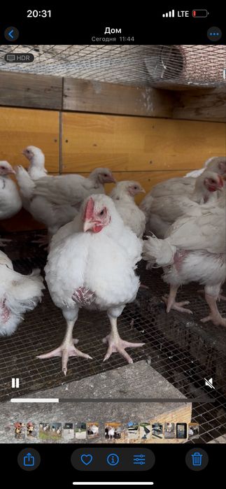 Бройлер рост 308