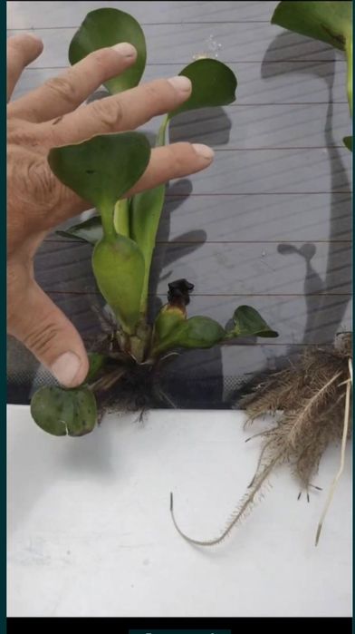 Эйхорния водяной кувшинка гиацинт