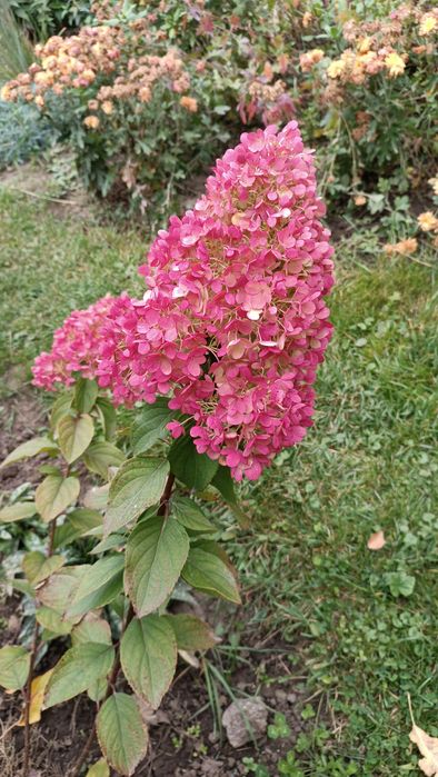 Продам саженцы декоративных кустарников.