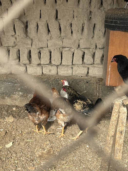 Петух,қораз,иитииити