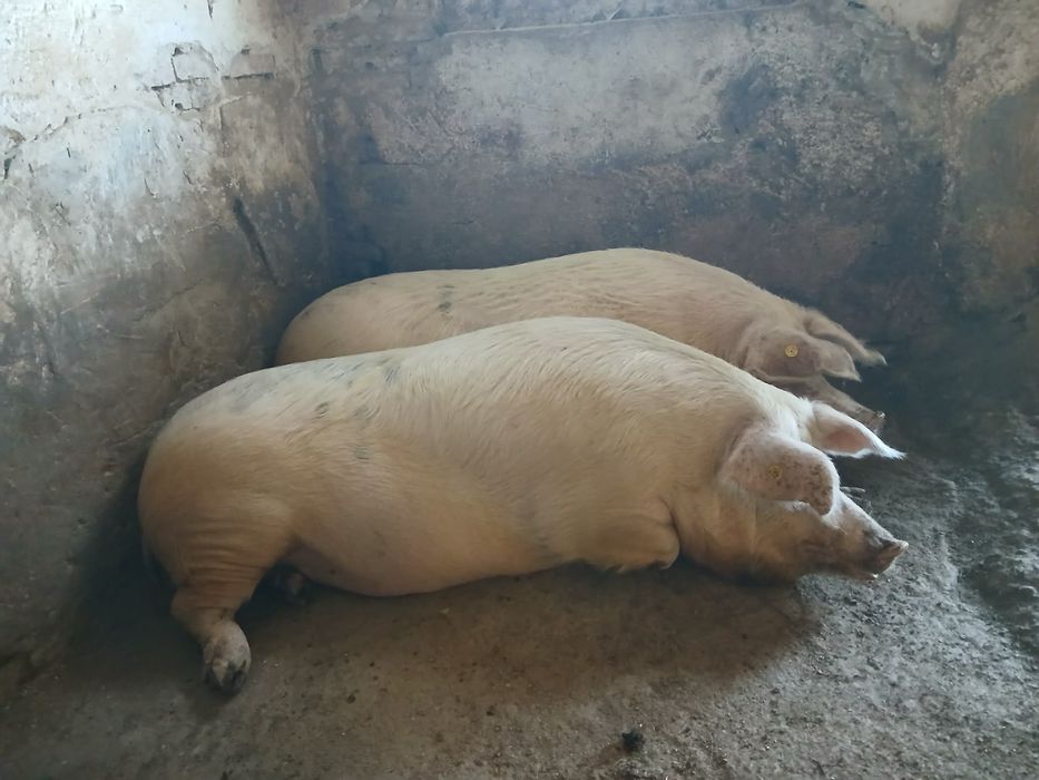 Продавам Прасета !