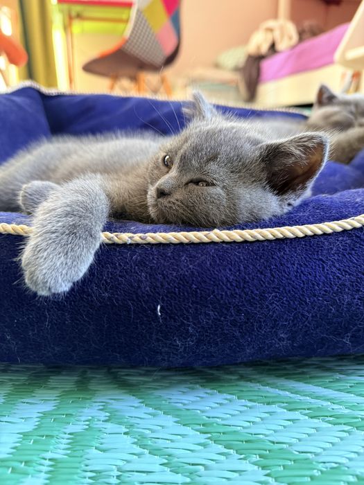 Продавам британски и шотландско котенца
