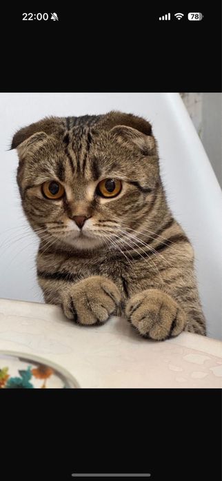 Продам котенка породистый