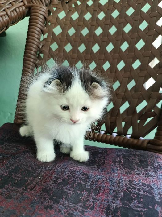 Продам котят веслоухие