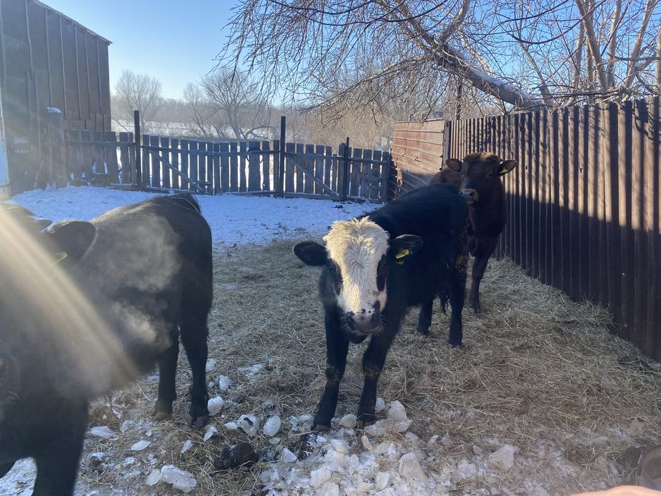 Бычки годовалые на племя