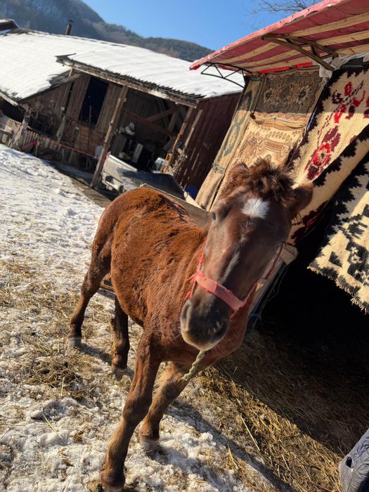 Vând iapa gestantă și mânzat de 8 luni