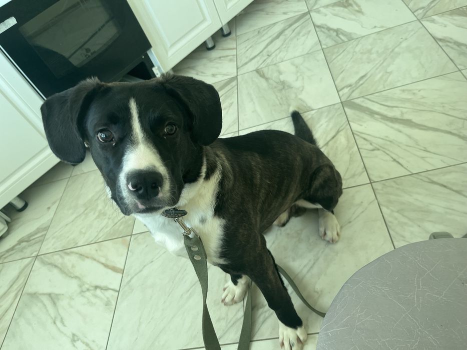 Собака бесплатно