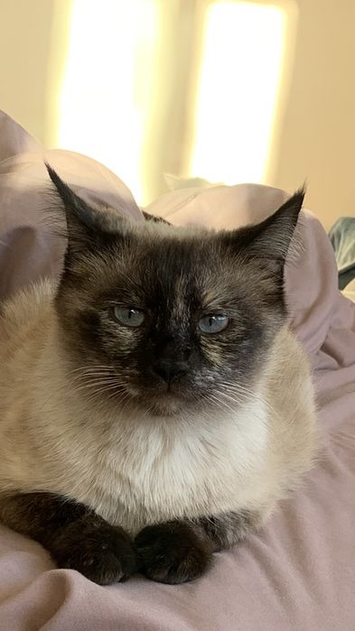 отдам сиамскую кошку даром
