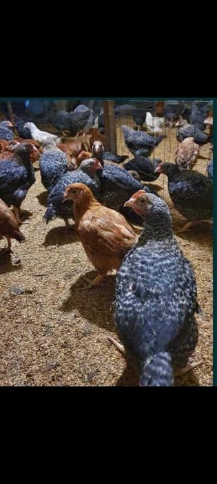 Avem pui rasa mixta pui alb