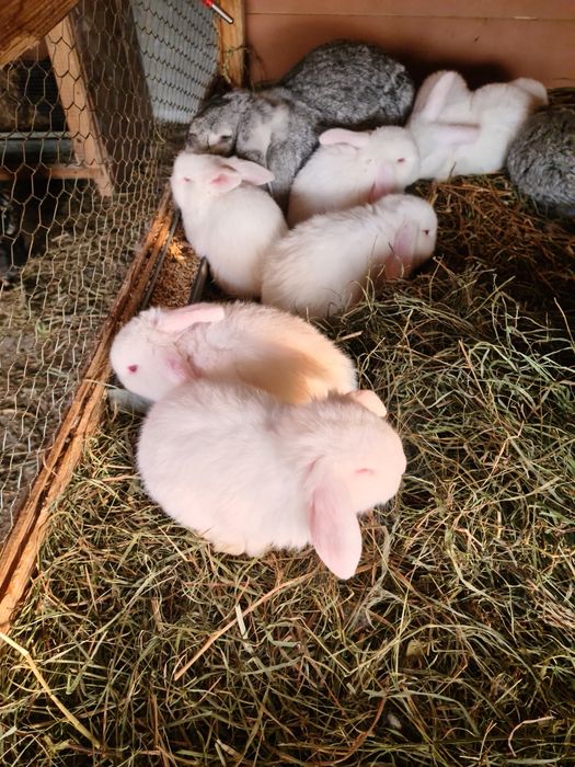 Iepuri berbec german