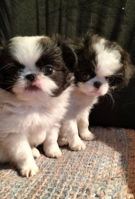 Щенки японского хина.